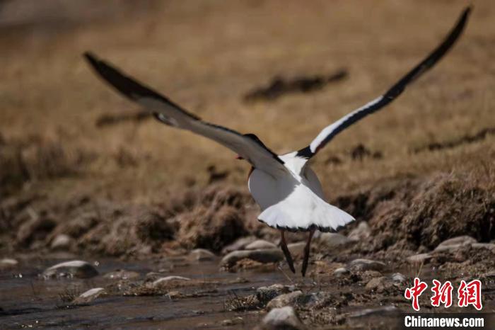 圖為騰飛的翹鼻麻鴨?！」Π栽?攝