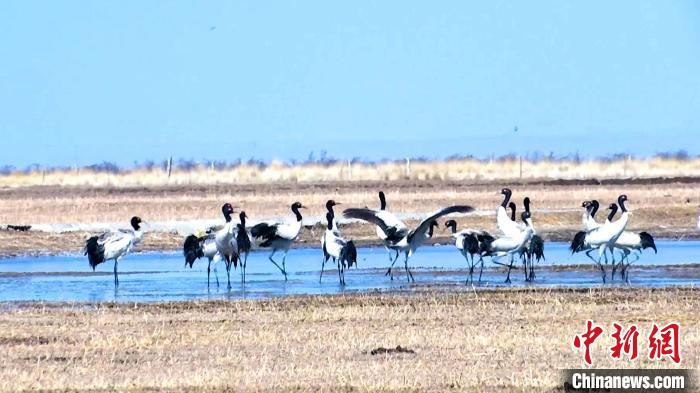 圖為成群的黑頸鶴“翩翩起舞”?！‘?dāng)智 攝