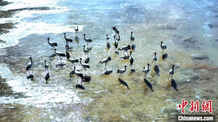 圖為黑頸鶴群駐足休憩。　陳明章 攝
