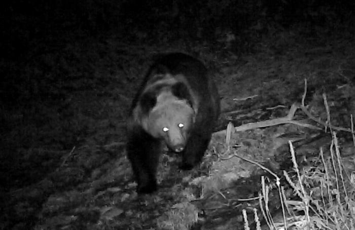 青?；ブ鄙?0年來首次發(fā)現(xiàn)棕熊活動軌跡