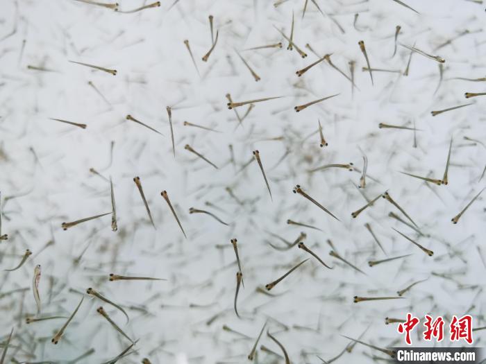 探訪青海湖湟魚“育嬰室”：“密集”育苗，體重10克放流