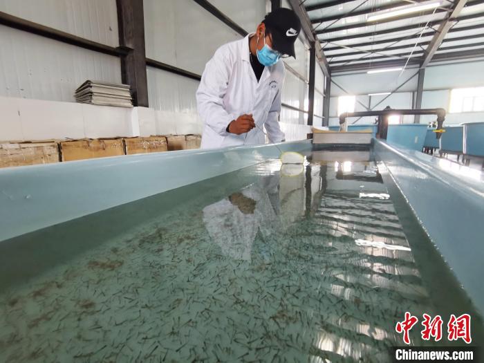 圖為工作人員檢查魚苗?！?zhí)砀?攝