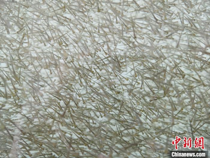 圖為密集分布的魚苗?！?zhí)砀?攝