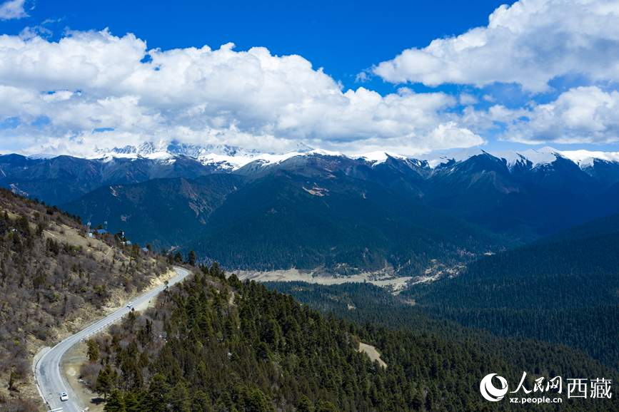 圖為在海拔4700多米的色季拉山，觀測從森林到草甸的多種植被類型。
