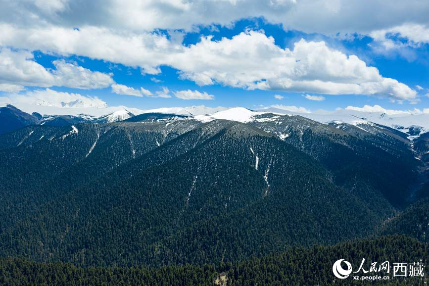 圖為在海拔4700多米的色季拉山，觀測從森林到草甸的多種植被類型。