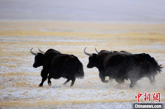 牦牛如何適應低氧環(huán)境？中科院團隊發(fā)現(xiàn)牦牛特有肺內皮細胞起作用