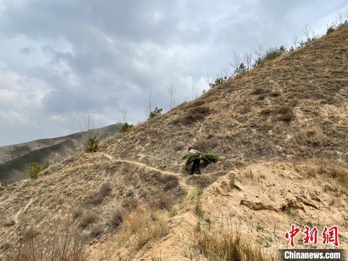 資料圖為建行青海省分行綠化區(qū)施工隊隊員人工運樹苗?！〗ㄐ星嗪Ｊ》中泄﹫D