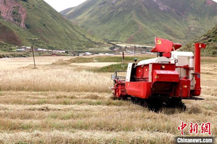 圖為秋收現(xiàn)場(chǎng)。　玉樹(shù)州委宣傳部供圖