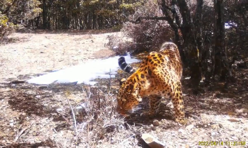 金錢豹。涼山州委宣傳部供圖