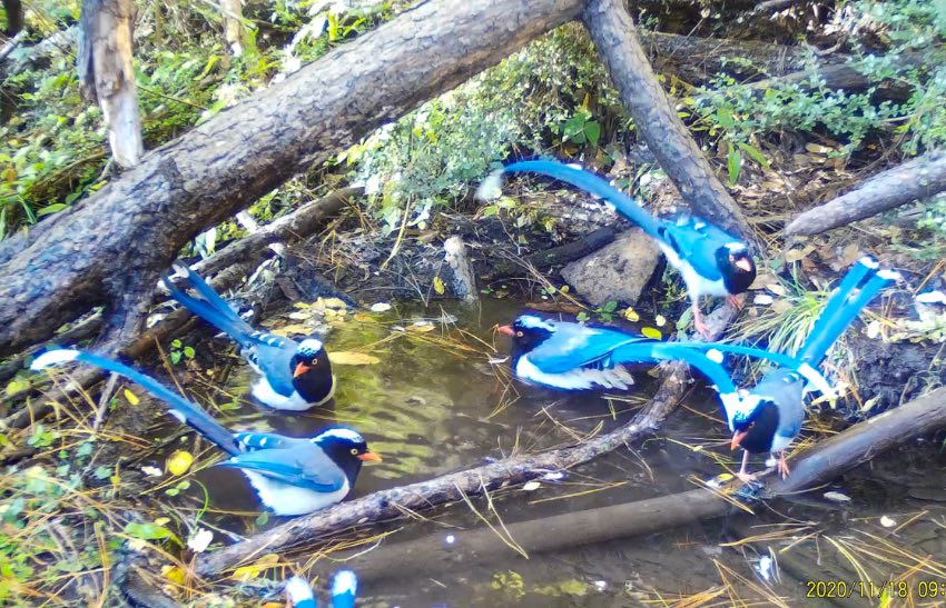 紅嘴藍(lán)鵲。涼山州委宣傳部供圖