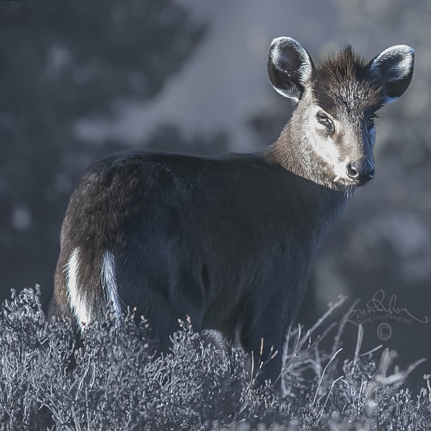 毛冠鹿。涼山州委宣傳部供圖