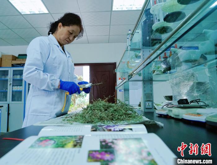 圖為張錦梅在實驗室工作?！●R銘言 攝