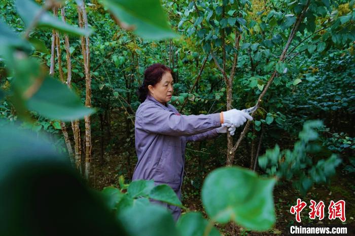 圖為張錦梅修剪丁香枝干。　馬銘言 攝
