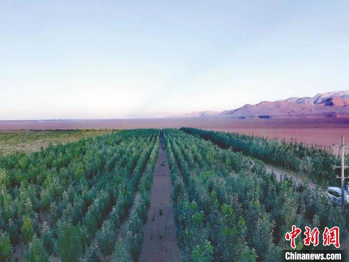 圖為格爾木境內(nèi)種植的綠樹?！「駹柲救诿襟w中心供圖