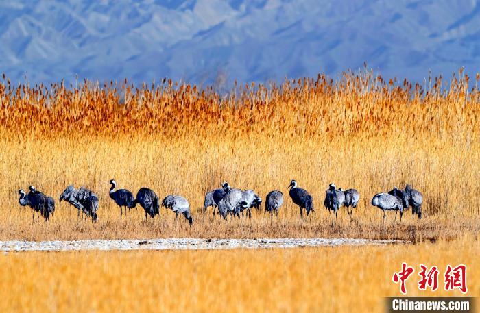 圖為可魯克湖野生水鳥(niǎo)覓食。　德令哈市委宣傳部供圖