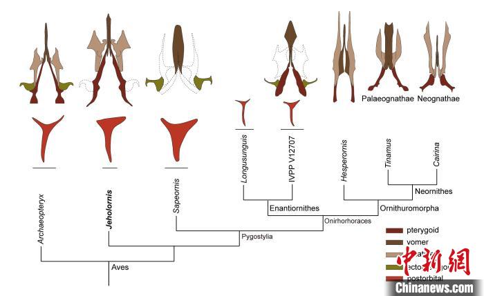 最原始鳥類“熱河鳥”最新研究：嗅覺更好、日行主導