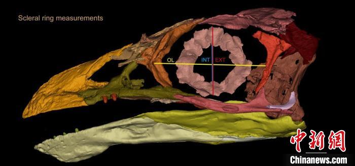熱河鳥STM3-8化石標本的鞏膜環(huán)復原及測量示意圖?！『?供圖
