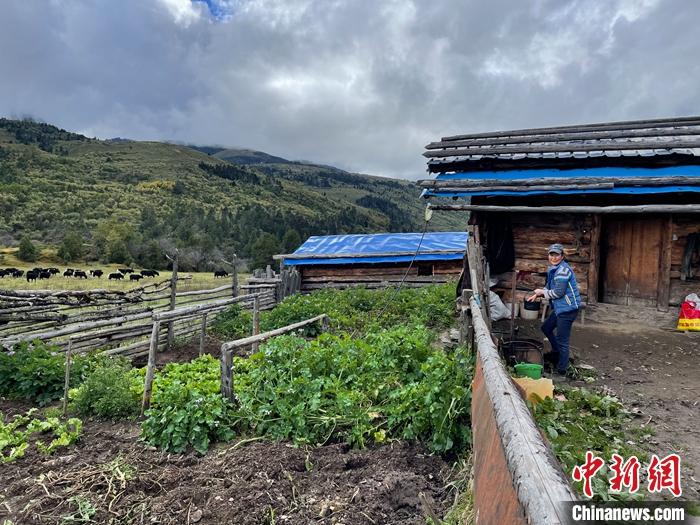 圖為9月27日牧民的牧屋和菜園子。 <a target='_blank' href='/'><p  align=