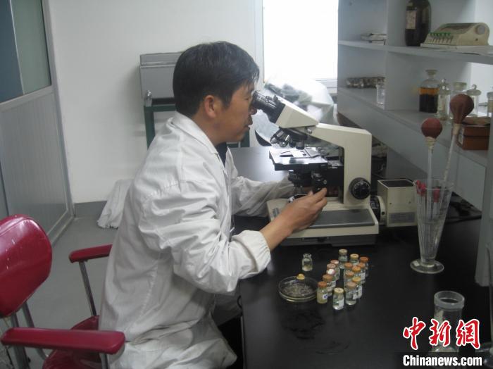 資料圖為研究團(tuán)隊(duì)進(jìn)行實(shí)驗(yàn)室寄生蟲分類鑒定。　 青海省畜牧獸醫(yī)科學(xué)院供圖