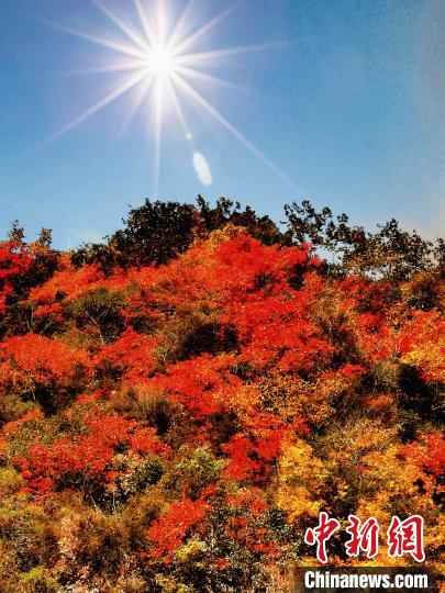 萬源市紅葉似火?！≈炱桨?攝