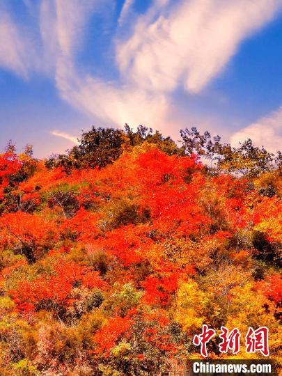 萬源深秋紅葉似火?！≈炱桨?　攝