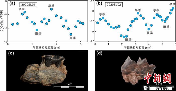 本次研究中的犀牛牙齒化石及氧同位素特征?！≈锌圃呵嗖馗咴?供圖