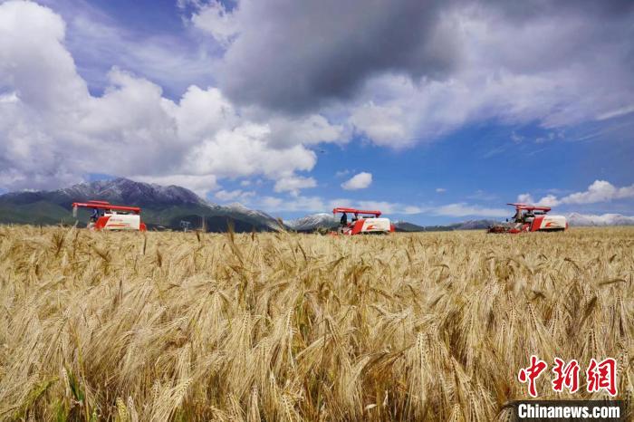 圖為青稞收獲。　李玉峰 攝