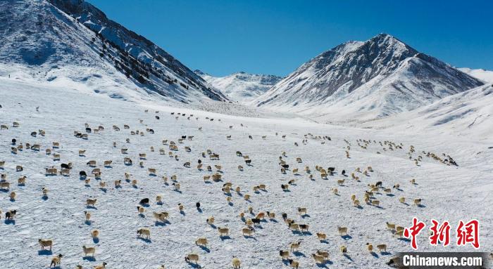 圖為羊群在雪地里覓食?！《继m縣融媒體中心供圖