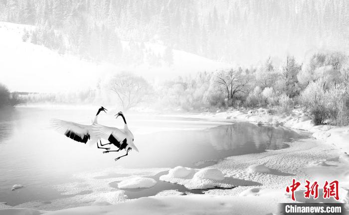 圖為焦生福的作品《鶴嬉雪林》?！∏嗪Ｊ∑钸B山自然保護(hù)協(xié)會供圖