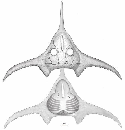 玉海翼角魚(yú)復(fù)原圖?！」ぢ?繪圖 攝