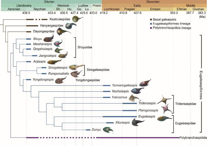 盔甲魚(yú)類(lèi)的系統(tǒng)發(fā)育關(guān)系及地史分布?！≈锌圃汗偶棺邓?供圖
