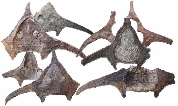 玉海翼角魚(yú)化石照片。　蓋志琨 攝