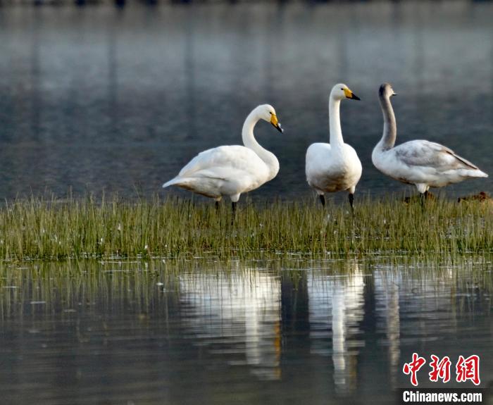 圖為三只大天鵝。　李玉峰 攝