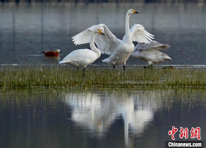圖為三只大天鵝在黃河灘地嬉戲?！±钣穹?攝