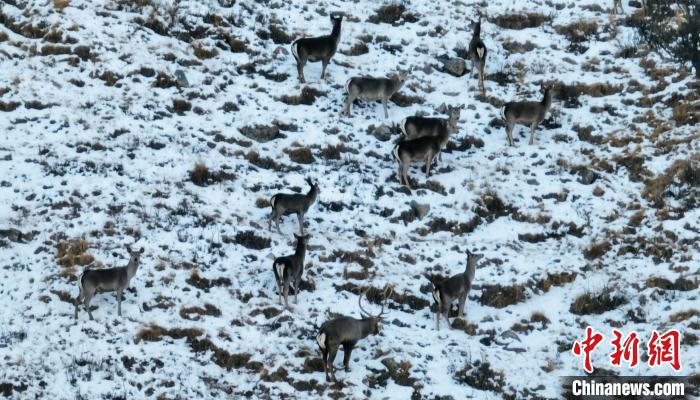 圖為巖羊和馬鹿集體覓食?！《继m縣融媒體中心 供圖