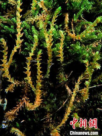 圖為九龍卷柏?！∏嗪Ｉ剿匀毁Y源調(diào)查規(guī)劃設(shè)計研究院供圖