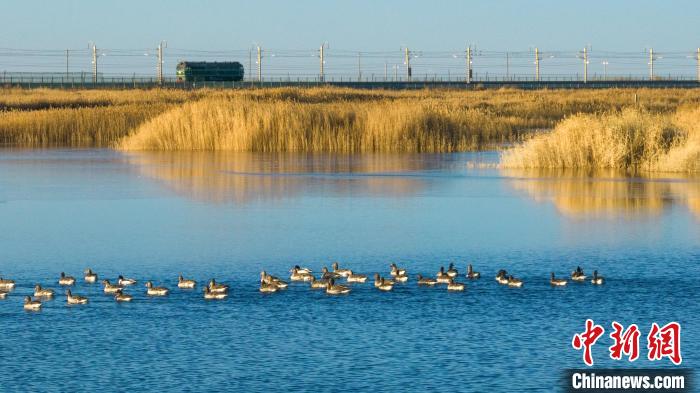 圖為多種野生鳥類在湖中游蕩。　何啟金 攝