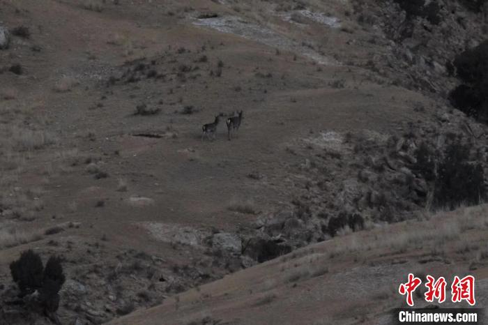 圖為兩只馬鹿在山坡上行走?！〔湃?攝