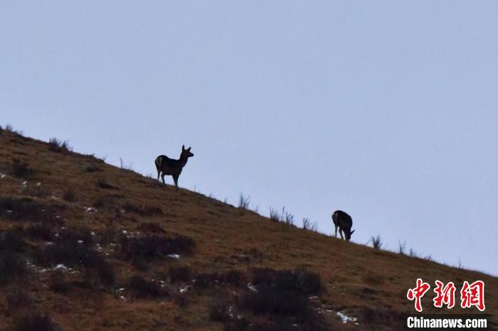 圖為馬鹿在山坡上覓食?！〔湃?攝