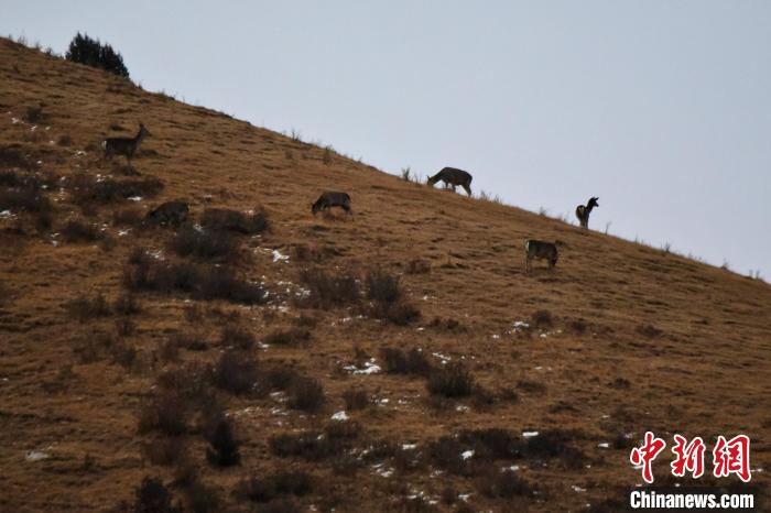 圖為馬鹿群在山坡上覓食?！〔湃?攝