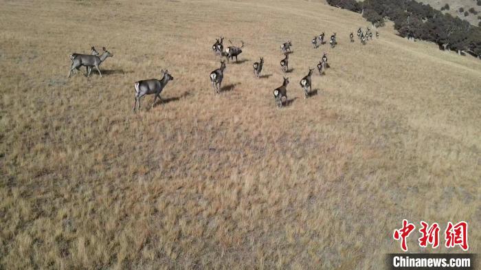 圖為馬鹿群在草地中漫步?！〔湃?攝