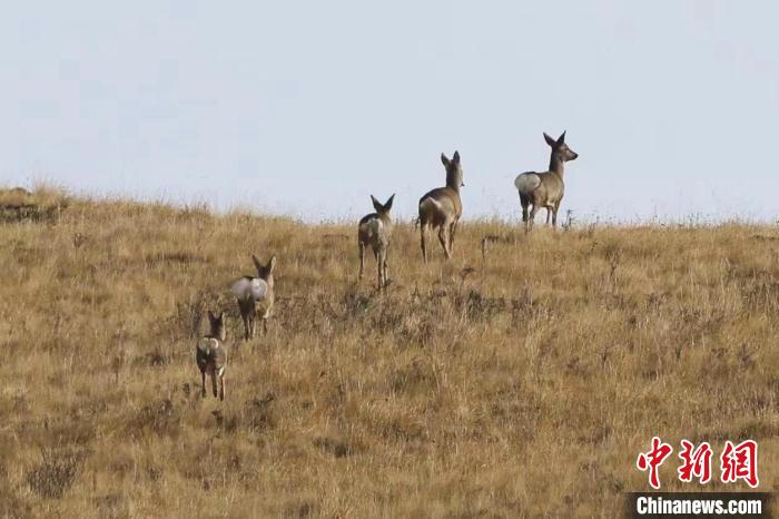 圖為狍鹿在山間漫步。　才項(xiàng)南加 攝