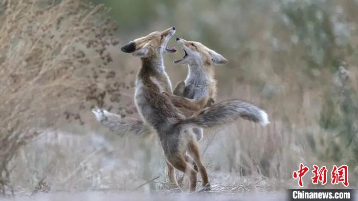 圖為同海元的作品《第一回合》?！∏嗪Ｊ∑钸B山自然保護(hù)協(xié)會(huì)供圖