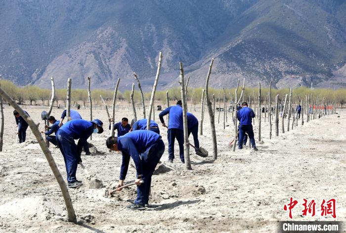 林芝市巴宜區(qū)森林消防中隊(duì)志愿服務(wù)隊(duì)熱火朝天的植樹現(xiàn)場?！∥骼@拉翁 攝