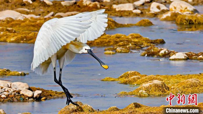 圖為白琵鷺?！?yán)桉 攝