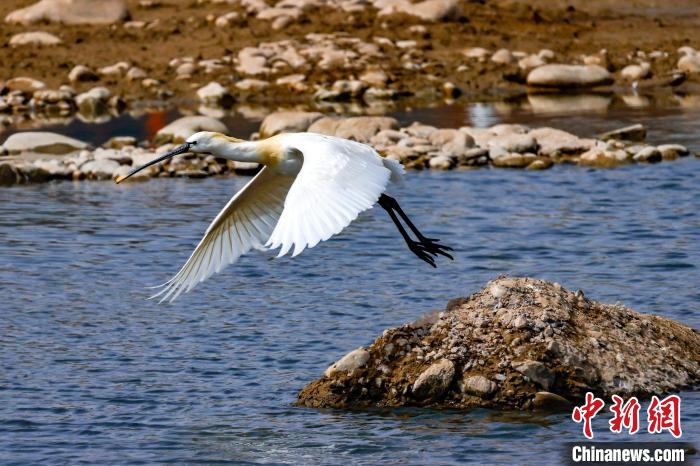 圖為準(zhǔn)備飛翔的白琵鷺?！?yán)桉 攝