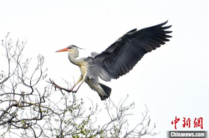 蒼鷺在覓食嬉戲?！“苍?攝
