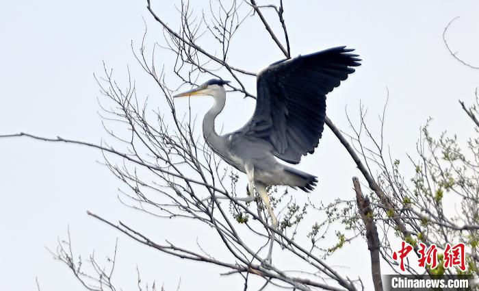 蒼鷺在覓食嬉戲?！“苍?攝