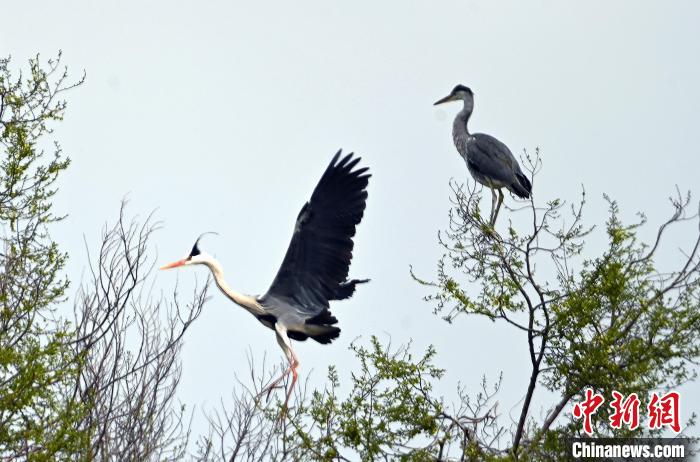 蒼鷺在覓食嬉戲?！“苍?攝