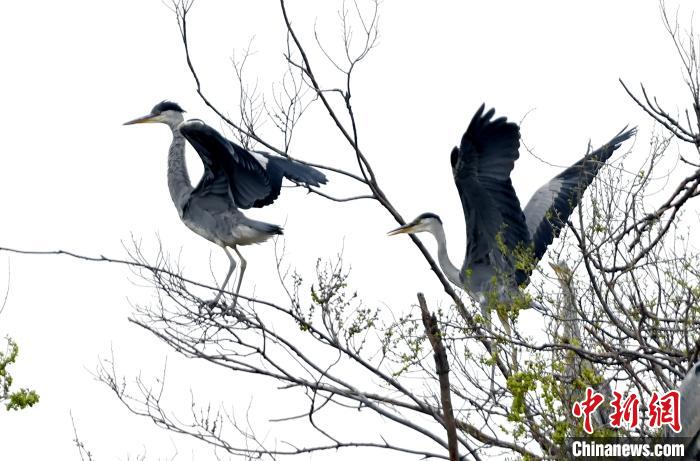 蒼鷺在覓食嬉戲。　安源 攝